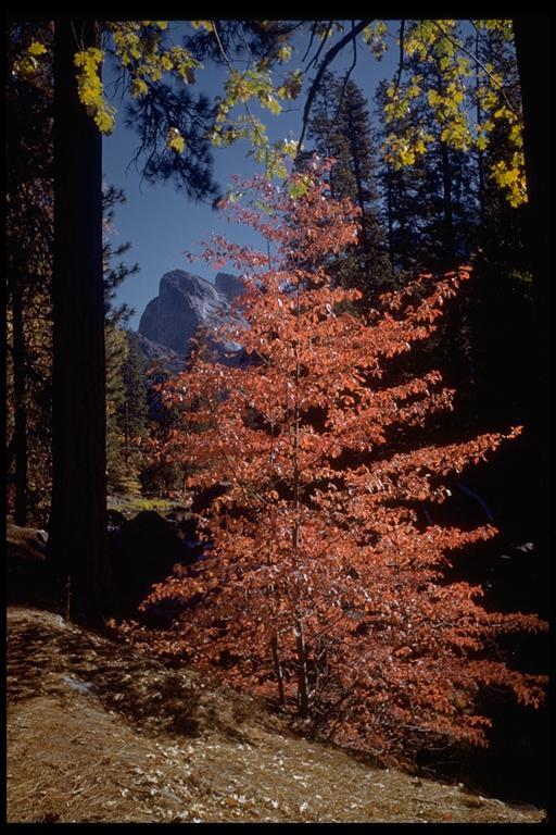 Image of Pacific dogwood