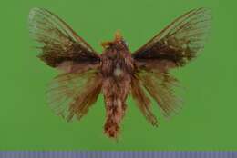 Image of Apatelopteryx