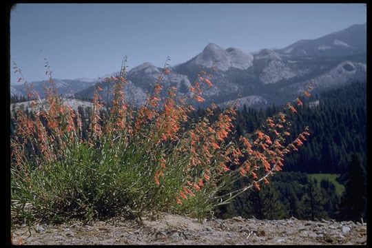 Image of Bridge penstemon