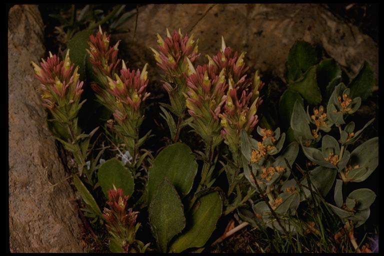 Image of Lemmon's Indian paintbrush