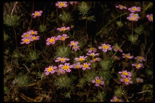 Image of mustang clover