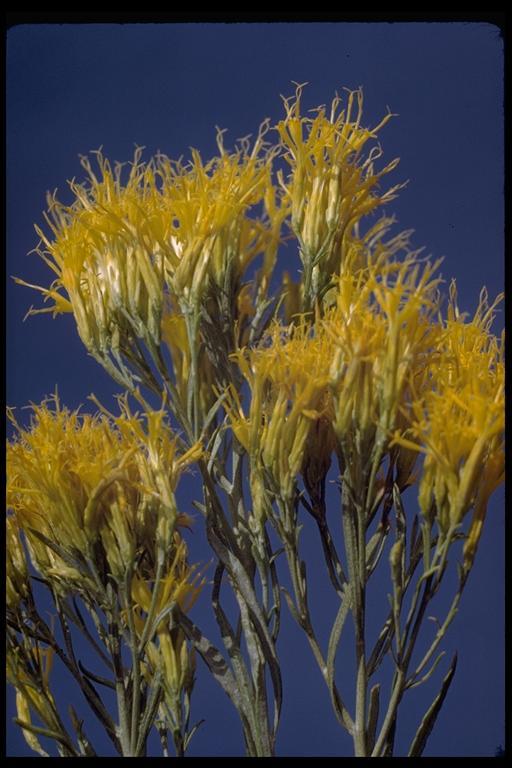 Image of rubber rabbitbrush