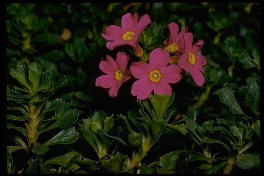 Plancia ëd Primula suffrutescens A. Gray