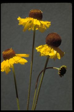 Image of Bigelow's sneezeweed