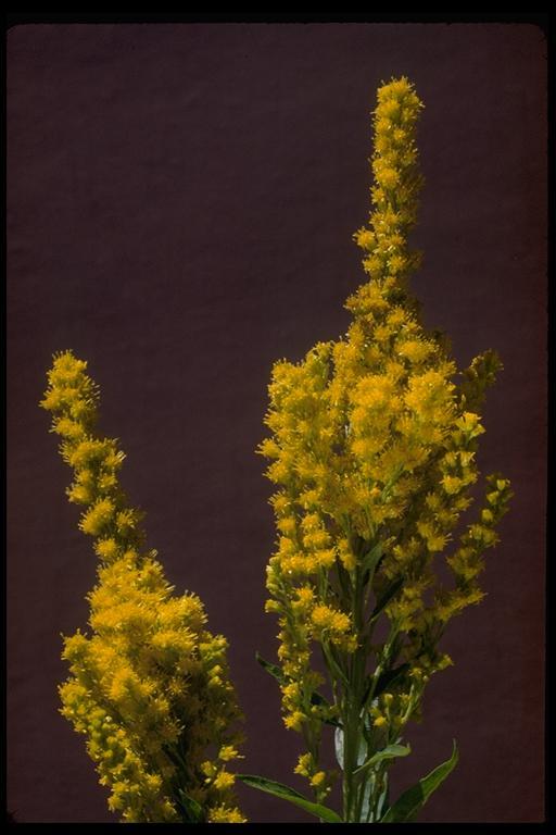 Image of <i>Solidago lepida</i> var. <i>salebrosa</i>