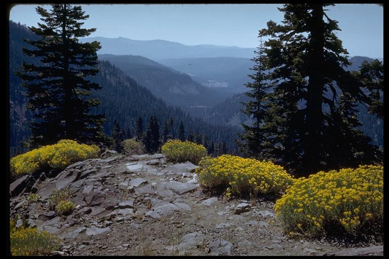 Image of rubber rabbitbrush