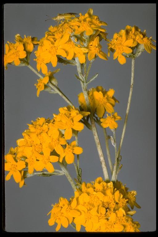 Image of golden-yarrow