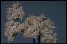 Image of Eastern Mojave buckwheat