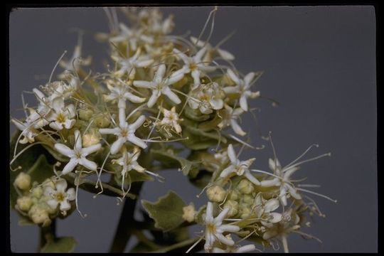 صورة Petalonyx nitidus S. Wats.