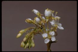 Imagem de Eremothera boothii subsp. alyssoides (Hook. & Arn.) W. L. Wagner & Hoch