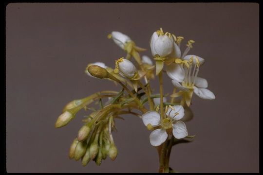 Eremothera boothii subsp. alyssoides (Hook. & Arn.) W. L. Wagner & Hoch resmi