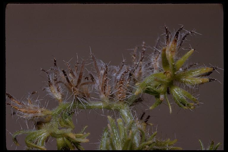 Plancia ëd Cryptantha nevadensis Nels. & Kennedy