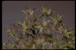 Plancia ëd Cryptantha nevadensis Nels. & Kennedy