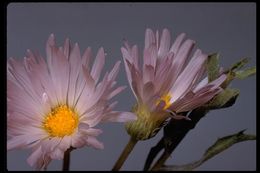 Image of Mojave woodyaster