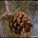Imagem de Pinus torreyana Parry ex Carrière