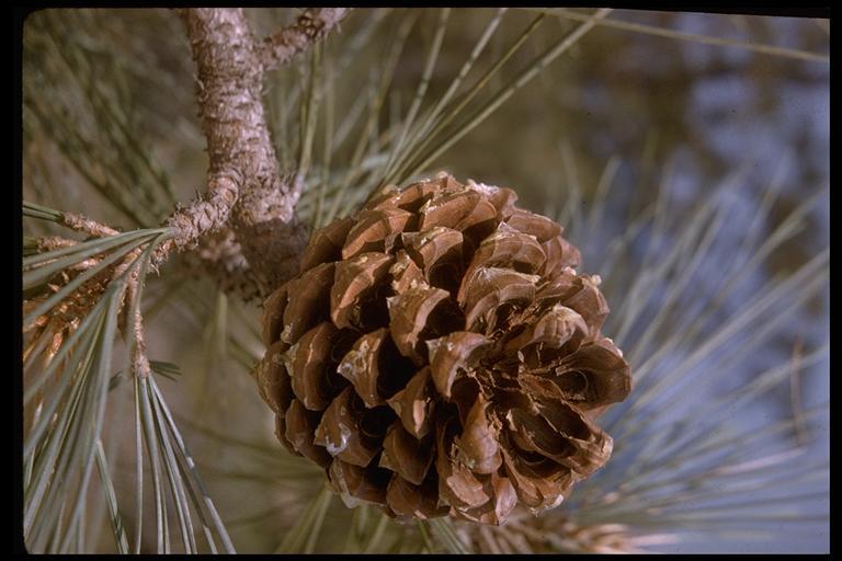 Image of Torrey pine