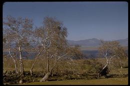 Image of California sycamore