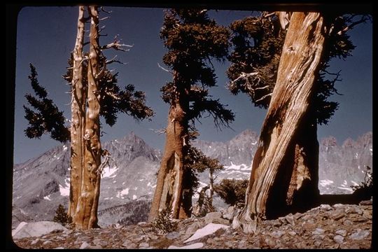 Image of <i>Pinus balfouriana</i> ssp. <i>austrina</i>