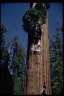Mamut ağacı resmi