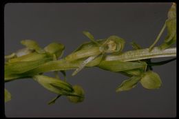 Image of Canyon Bog Orchid