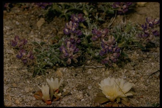 Image of Kellogg's lewisia