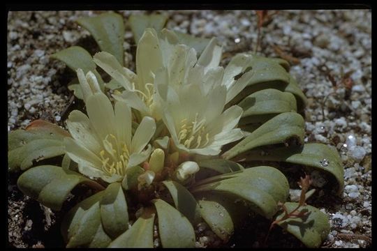 Image of Kellogg's lewisia