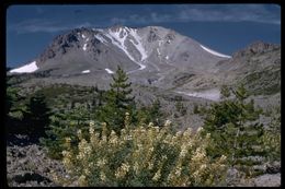 Image of narrowflower lupine