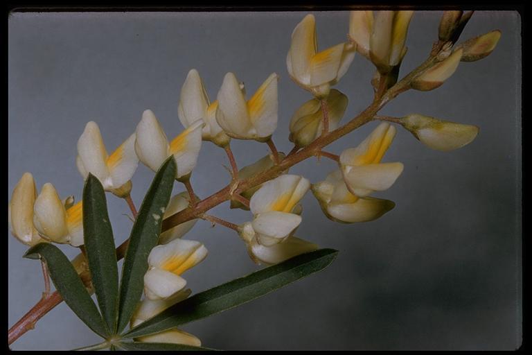 Sivun Lupinus andersonii S. Watson kuva