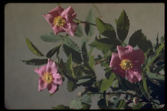 Sivun Rosa woodsii var. ultramontana (S. Wats.) Jeps. kuva