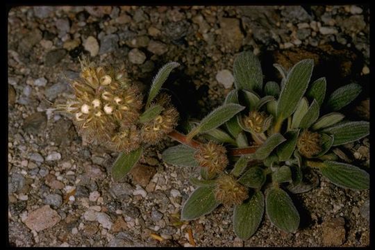 Image of compact phacelia