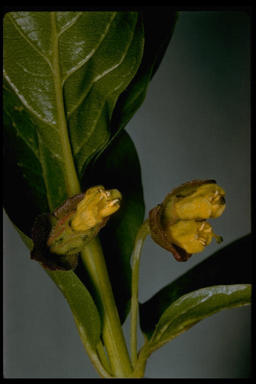 Image of twinberry honeysuckle