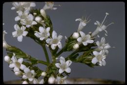 Image of Mountain Heliotrope