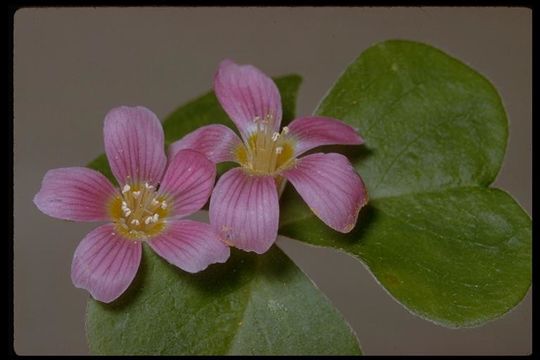 Image of redwood-sorrel