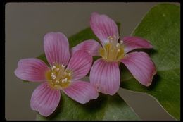 Image of redwood-sorrel