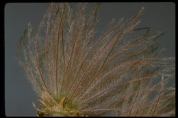 Image of Apache plume