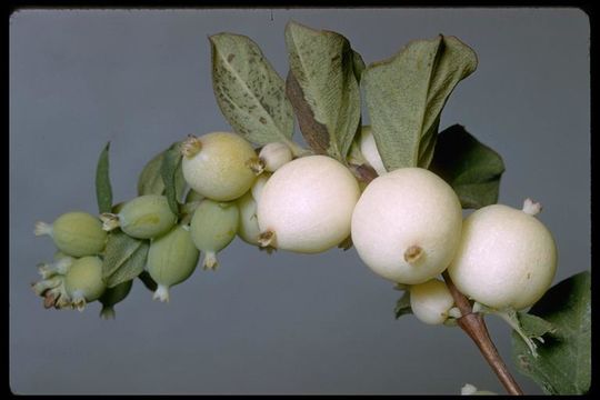 Image of common snowberry