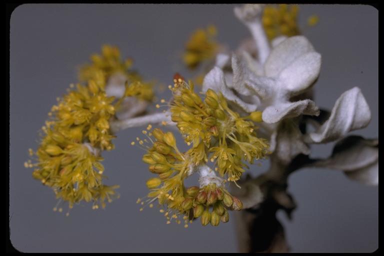 Image of Conejo buckwheat