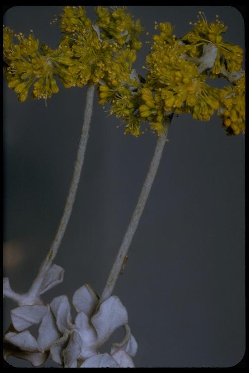 Image of Conejo buckwheat