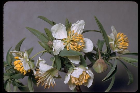 Image of California rockflower