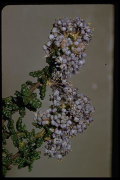 Image of Santa Barbara ceanothus