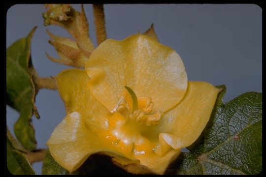 Image of Mexican flannelbush