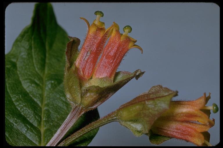 Image de Lonicera involucrata var. ledebourii (Eschsch.) Jeps.