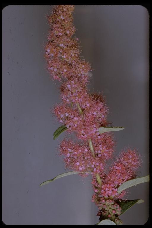 صورة Spiraea douglasii Hook.