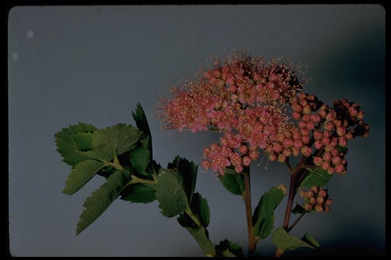 Image of rose meadowsweet