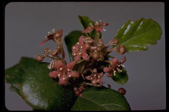 Image of island gooseberry