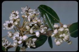 Image of island ceanothus