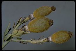 Image of Coulter's Matilija poppy