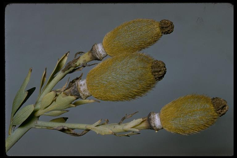 Image of Coulter's Matilija poppy