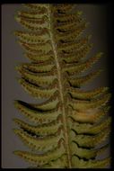 Слика од Polystichum lonchitis (L.) Roth