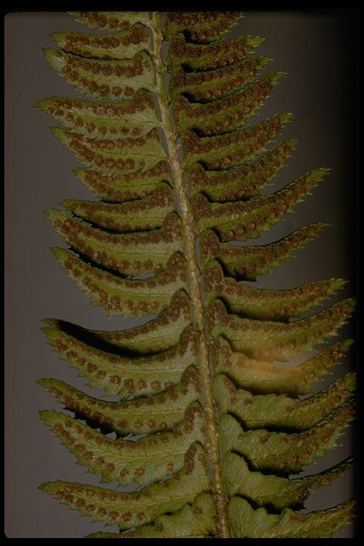 Image of holly fern